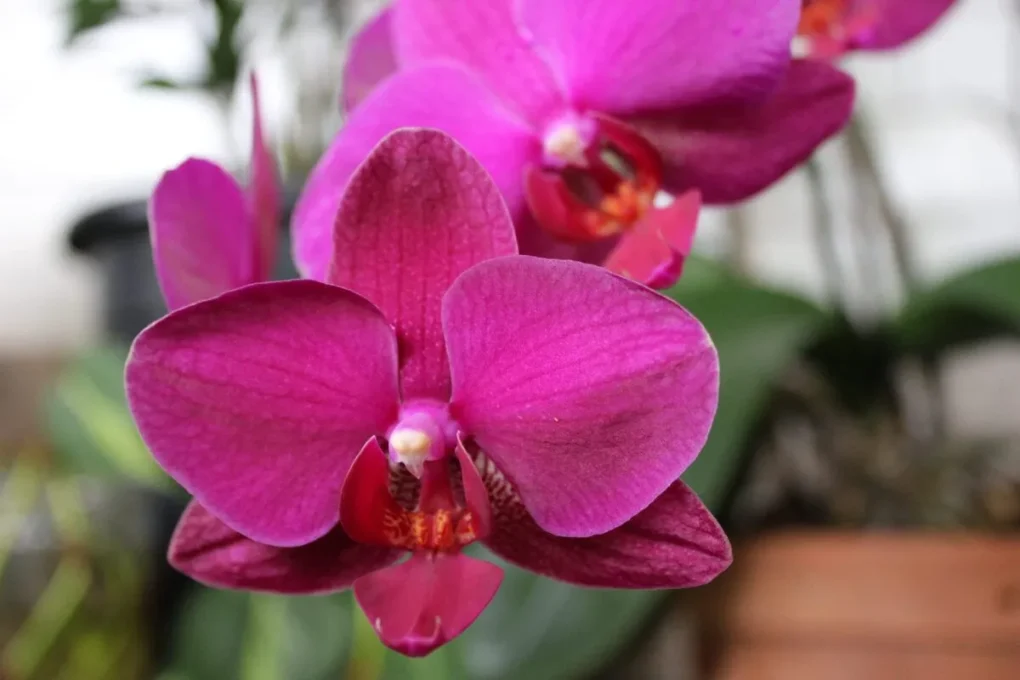 Câmera Canon EOS T7+ é a Melhor Câmera para Quem Está Começando? 4 Canon EOS T7